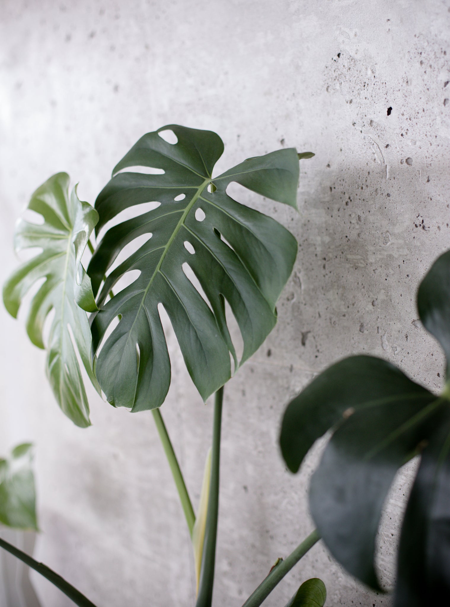 Best Indoor Plants for your Bedroom